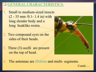  GENERAL CHARACTERISTICS-
1. Small to medium-sized insects
(2 - 35 mm /0.1- 1.4 in) with
long slender body and a
long beaklike rostra.
2. Two compound eyes on the
sides of their heads.
3. Three (3) ocelli are present
on the top of head.
4. The antennae are filiform and multi- segments.
Contd….
 