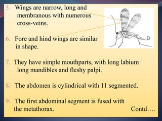 5. Wings are narrow, long and
membranous with numerous
cross-veins.
6. Fore and hind wings are similar
in shape.
7. They have simple mouthparts, with long labium
long mandibles and fleshy palpi.
8. The abdomen is cylindrical with 11 segmented.
9. The first abdominal segment is fused with
the metathorax. Contd….
 