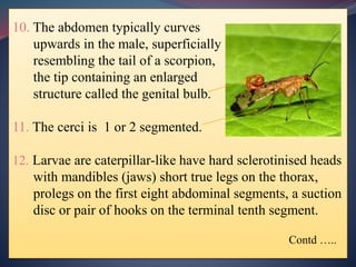 10. The abdomen typically curves
upwards in the male, superficially
resembling the tail of a scorpion,
the tip containing an enlarged
structure called the genital bulb.
11. The cerci is 1 or 2 segmented.
12. Larvae are caterpillar-like have hard sclerotinised heads
with mandibles (jaws) short true legs on the thorax,
prolegs on the first eight abdominal segments, a suction
disc or pair of hooks on the terminal tenth segment.
Contd …..
 