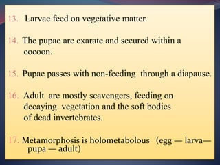 13. Larvae feed on vegetative matter.
14. The pupae are exarate and secured within a
cocoon.
15. Pupae passes with non-feeding through a diapause.
16. Adult are mostly scavengers, feeding on
decaying vegetation and the soft bodies
of dead invertebrates.
17. Metamorphosis is holometabolous (egg — larva—
pupa — adult)
 