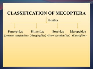 CLASSIFICATION OF MECOPTERA
families
Panorpidae Bittacidae Boreidae Meropeidae
(Common scorpionflies) (Hangingflies) (Snow scorpionflies) (Earwigflies)
 