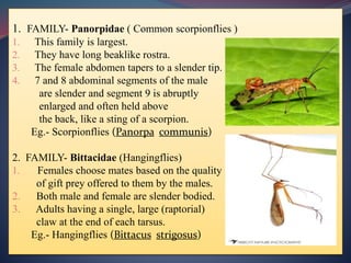 1. FAMILY- Panorpidae ( Common scorpionflies )
1. This family is largest.
2. They have long beaklike rostra.
3. The female abdomen tapers to a slender tip.
4. 7 and 8 abdominal segments of the male
are slender and segment 9 is abruptly
enlarged and often held above
the back, like a sting of a scorpion.
Eg.- Scorpionflies (Panorpa communis)
2. FAMILY- Bittacidae (Hangingflies)
1. Females choose mates based on the quality
of gift prey offered to them by the males.
2. Both male and female are slender bodied.
3. Adults having a single, large (raptorial)
claw at the end of each tarsus.
Eg.- Hangingflies (Bittacus strigosus)
 