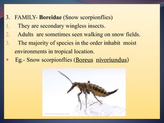 3. FAMILY- Boreidae (Snow scorpionflies)
1. They are secondary wingless insects.
2. Adults are sometimes seen walking on snow fields.
3. The majority of species in the order inhabit moist
environments in tropical location.
 Eg.- Snow scorpionflies (Boreus nivoriundus)
 