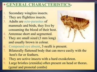  GENERAL CHARACTERISTICS-
1. Secondary wingless insects.
2. They are flightless insects.
3. Adults are ecto-parasites of
mammals and birds, they live by
consuming the blood of their host.
4. Antennae short and segmented.
5. They are small sized (3 mm long)
and usually brown in colour.
6. Compound eye absent, 3 ocelli is present.
7. Bilaterally flattened body that can move easily with the
host's fur or feathers.
8. They are active insects with a hard exoskeleton.
9. Large bristles (ctenidia) often present on head or thorax.
(genal and pronotal combs)
 