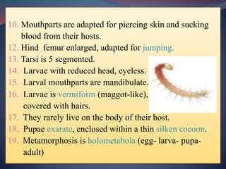 10. Mouthparts are adapted for piercing skin and sucking
blood from their hosts.
12. Hind femur enlarged, adapted for jumping.
13. Tarsi is 5 segmented.
14. Larvae with reduced head, eyeless.
15. Larval mouthparts are mandibulate.
16. Larvae is vermiform (maggot-like),
covered with hairs.
17. They rarely live on the body of their host.
18. Pupae exarate, enclosed within a thin silken cocoon.
19. Metamorphosis is holometabola (egg- larva- pupa-
adult)
 