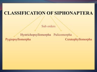 CLASSIFICATION OF SIPHONAPTERA
Sub orders
Hystrichopsyllomorpha Pulicomorpha
Pygiopsyllomorpha Ceratophyllomorpha
 