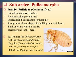  Sub order- Pulicomorpha-
 Family- Pulicidae (Common fleas) -
1. Laterally compressed bodies.
2. Piercing-sucking mouthparts.
3. Enlarged hind legs adapted for jumping.
4. Strong tarsal claws adapted for holding onto their hosts.
5. Small antennae which is set into
special groves in the head.
 Eg.- Human flea (Pulex irritans)
Cat flea (Ctenocephalides felis)
Dog flea (Ctenocephalides canis)
Rat flea (Xenopsylla cheopis)
Rabbit flea (Spilopsyllus cuniculi)
 