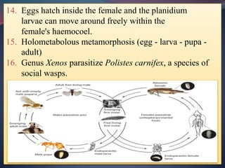 14. Eggs hatch inside the female and the planidium
larvae can move around freely within the
female's haemocoel.
15. Holometabolous metamorphosis (egg - larva - pupa -
adult)
16. Genus Xenos parasitize Polistes carnifex, a species of
social wasps.
 