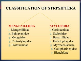 CLASSIFICATION OF STRPSIPTERA
MENGENILLIDIA STYLOPIDIA
1. Mengenillidae 1. Corioxenidae
2. Bahiaxenidae 2. Stylopidae
3. Mengeidae 3. Bohartillidae
4. Cretostylopidae 4. Halictophagidae
5. Protoxenidae 5. Myrmecolacidae
6. Callipharixenidae
7. Elenchidae
 