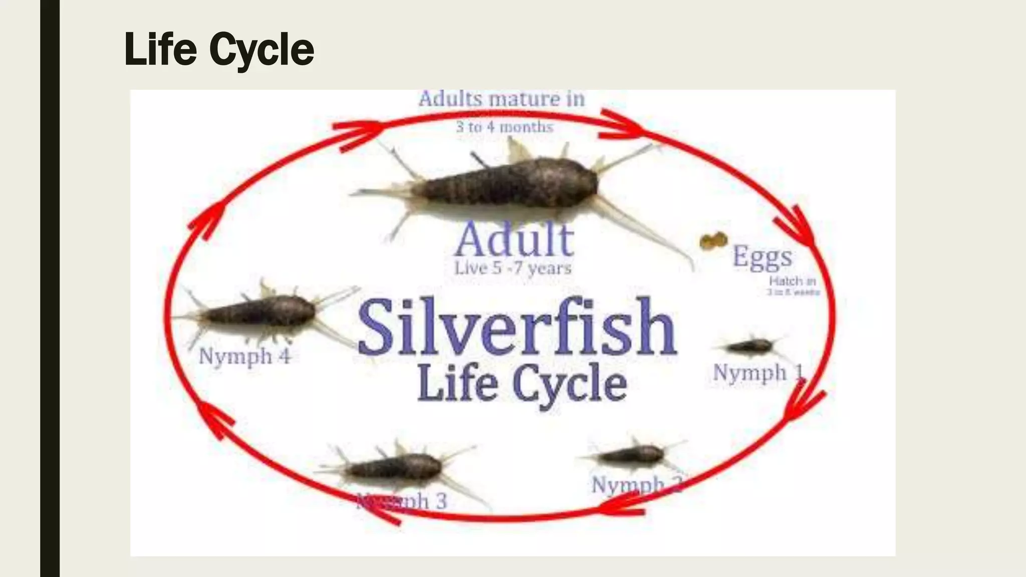 Order thysanura (silver fish) | PPTX