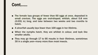Cont……
■ The female lays groups of fewer than 60 eggs at once, deposited in
small crevices. The eggs are oval-shaped, whitish, about 0.8 mm
(0.031 in) long, and take between two weeks and two months to
hatch.
■ A silverfish usually lays fewer than 100 eggs in her lifetime.
■ When the nymphs hatch, they are whitish in colour, and look like
smaller adults.
■ They may go through 17 to 66 moults in their lifetimes, sometimes
30 in a single year—many more than most insects.
 