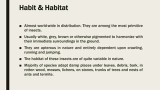 Habit & Habitat
■ Almost world-wide in distribution. They are among the most primitive
of insects.
■ Usually white, grey, brown or otherwise pigmented to harmonize with
their immediate surroundings in the ground.
■ They are apterous in nature and entirely dependent upon crawling,
running and jumping.
■ The habitat of these insects are of quite variable in nature.
■ Majority of species adapt damp places under leaves, debris, bark, in
rotten wood, mosses, lichens, on stones, trunks of trees and nests of
ants and termite.
 