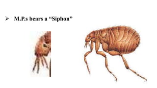  M.P.s bears a “Siphon”
 