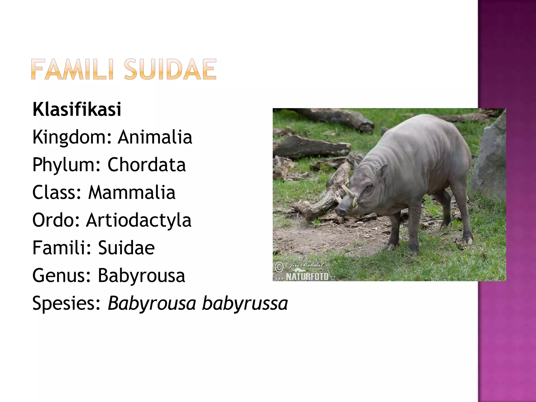 Ukrainada tunash uchun transseksualni toping