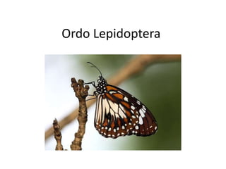 Ordo Lepidoptera
 
