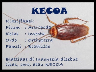KECOA
Klasifikasi:
Filum : Artropoda
Kelas : Insecta
Ordo : Orthoptera
Famili : Blattidae
Blattidae di Indonesia disebut
lipas, coro, atau KECOA
 