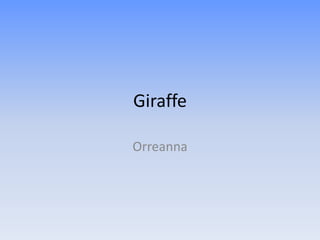 Giraffe

Orreanna
 