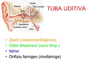 TUBA UDITIVA 2parti (ossea/cartilaginea) Ostio timpanico (cavo timp.) Istmo Orifizio faringeo (rinofaringe) 