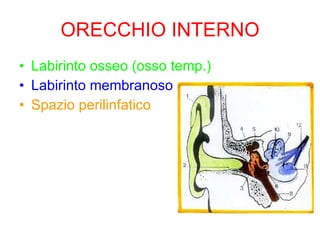 ORECCHIO INTERNO Labirinto osseo (osso temp.) Labirinto membranoso Spazio perilinfatico 