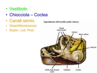 Vestibolo Chiocciola – Coclea Canali semic. Ossei/Membranosi Super.; Lat; Post. 