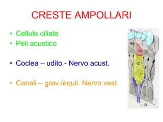 CRESTE AMPOLLARI Cellule ciliate Peli acustico Coclea – udito - Nervo acust. Canali – grav./equil. Nervo vest. 