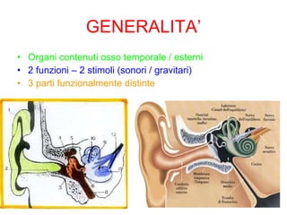 GENERALITA’ Organi contenuti osso temporale / esterni 2 funzioni – 2 stimoli (sonori / gravitari) 3 parti funzionalmente distinte 