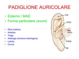 PADIGLIONE AURICOLARE Esterno / MAE Forma particolare (suoni) Elice (radice) Antelice Trago Antitrago (incisura intertragica) Lobulo Conca 