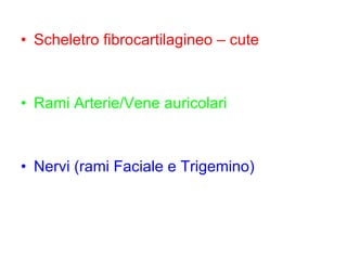 Scheletro fibrocartilagineo – cute Rami Arterie/Vene auricolari Nervi (rami Faciale e Trigemino) 