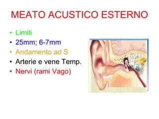 MEATO ACUSTICO ESTERNO Limiti 25mm; 6-7mm Andamento ad S Arterie e vene Temp. Nervi (rami Vago) 