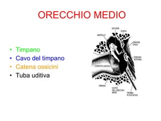 ORECCHIO MEDIO Timpano Cavo del timpano Catena ossicini Tuba uditiva 