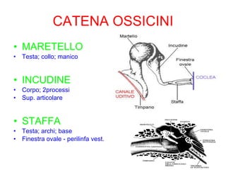 CATENA OSSICINI MARETELLO Testa; collo; manico INCUDINE Corpo; 2processi Sup. articolare STAFFA Testa; archi; base Finestra ovale - perilinfa vest. 