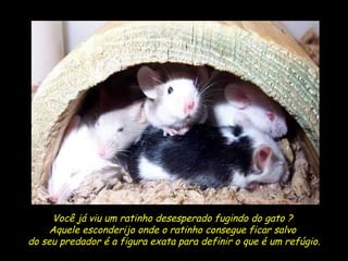 Você já viu um ratinho desesperado fugindo do gato ?  Aquele esconderijo onde o ratinho consegue ficar salvo  do seu predador é a figura exata para definir o que é um refúgio. 