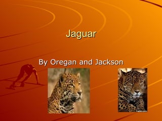 Jaguar By Oregan and Jackson 