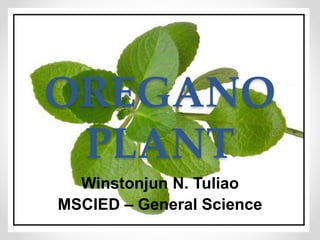 OREGANO
PLANT
Winstonjun N. Tuliao
MSCIED – General Science
 