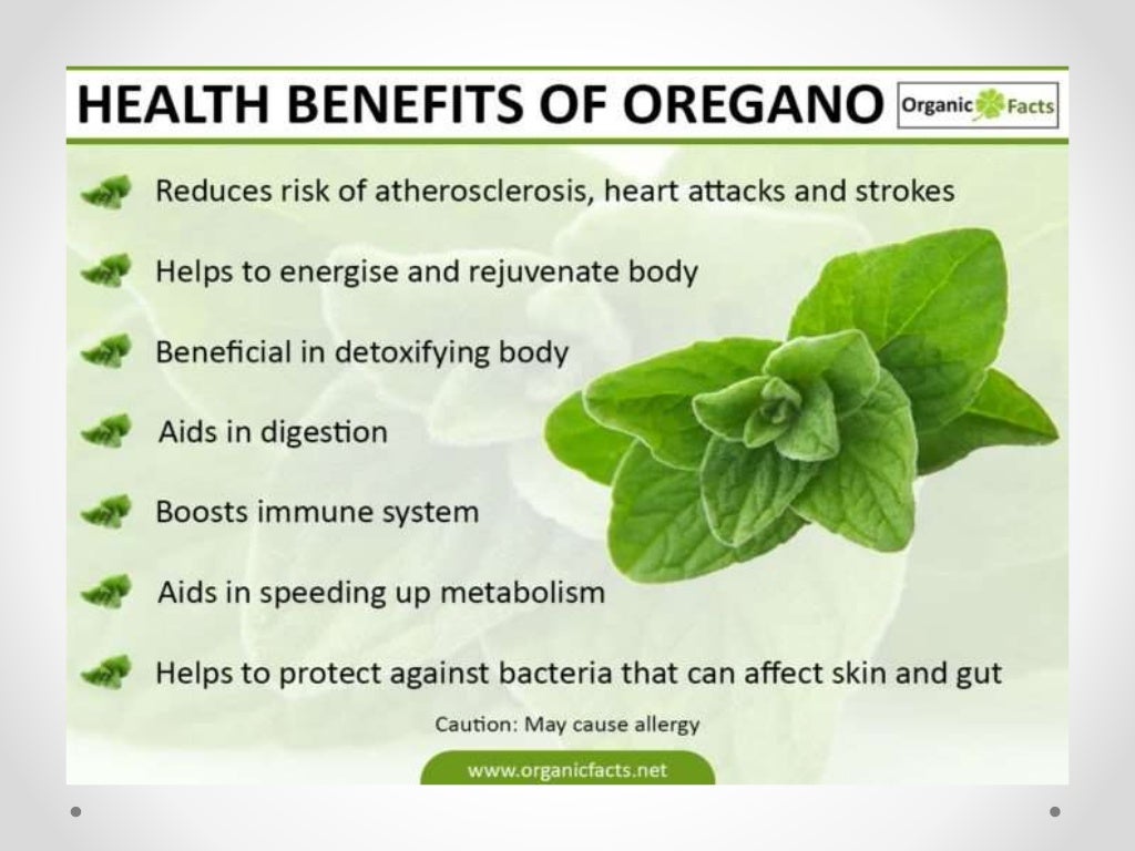 Oregano plant
