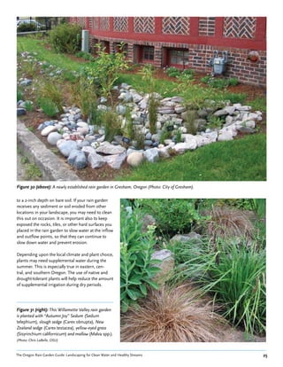 Figure 30 (above): A newly established rain garden in Gresham, Oregon (Photo: City of Gresham).

to a 2-inch depth on bare soil. If your rain garden
receives any sediment or soil eroded from other
locations in your landscape, you may need to clean
this out on occasion. It is important also to keep
exposed the rocks, tiles, or other hard surfaces you
placed in the rain garden to slow water at the inflow
and outflow points, so that they can continue to
slow down water and prevent erosion.

Depending upon the local climate and plant choice,
plants may need supplemental water during the
summer. This is especially true in eastern, cen-
tral, and southern Oregon. The use of native and
drought-tolerant plants will help reduce the amount
of supplemental irrigation during dry periods.




Figure 31 (right): This Willamette Valley rain garden
is planted with “Autumn Joy” Sedum (Sedum
telephium), slough sedge (Carex obnupta), New
Zealand sedge (Carex testacea), yellow-eyed grass
(Sisyrinchium californicum) and mallow (Malva spp.).
(Photo: Chris LaBelle, OSU)


The Oregon Rain Garden Guide: Landscaping for Clean Water and Healthy Streams                     25
 