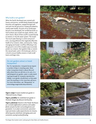 Why build a rain garden?
When the Pacific Northwest was covered with
forests and prairies, rainfall slowly dripped through
branches and vegetation, seeped through duff,
and sank into the ground as it slowly percolated to
nearby water bodies. As parts of our landscapes




                                                                                    Robert Emanuel, OSU
became more developed, the rainfall that lands on
hard surfaces was routed into pipes, ditches, and
storm drains. Much of that runoff is routed directly
to streams or into the sewer system. The result?
Too much water flowing in a short amount of
time, carrying pollutants that negatively affect the
health of our streams, lakes, and estuaries. Today,
managing stormwater runoff by infiltrating it into
the ground is one of the simplest ways to actively
protect our streams. Rain gardens help us restore
the natural water cycle in the landscape, which is
critical to ensure healthy streams in both small
towns and large cities.


  Do rain gardens attract or breed
  mosquitoes?
  No. For reproduction, mosquito larvae require




                                                                                    Candace Stoughton, EMSWCD
  a number of days in standing water. Most
  urban mosquitoes breed in places like junk
  piles where there are old tires or tin cans. In a
  well-designed rain garden, water is rarely stand-
  ing long enough for mosquito reproduction.
  Ideally, a rain garden should drain so that water
  won’t be standing in it for more than 48 hours.
  For more information, see “Mosquitoes” at
  entomology.oregonstate.edu/urbanent/.




Figure 2 (top): A newly installed rain garden in
Tillamook County, Oregon.
Figure 3 (middle): An established rain garden in
Portland, Oregon (by Blossom Earthworks).
Figure 4 (bottom): Streams in the Pacific Northwest
are normally buffered from pollution and sudden
                                                                                    Robert Emanuel, OSU




flashes of water by their surrounding forests and
grasslands. In an urban environment, water from
roofs and streets is often piped directly into streams,
delivering pulses of polluted, damaging water and
sometimes causing localized flooding.


The Oregon Rain Garden Guide: Landscaping for Clean Water and Healthy Streams   5
 
