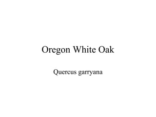 Oregon White Oak 
Quercus garryana 
 
