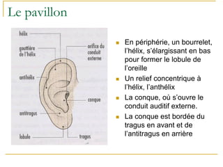 Le pavillon
En périphérie, un bourrelet,
l’hélix, s’élargissant en bas
pour former le lobule de
l’oreille
Un relief concentrique à
l’hélix, l’anthélix
La conque, où s’ouvre le
conduit auditif externe.
La conque est bordée du
tragus en avant et de
l’antitragus en arrière
 