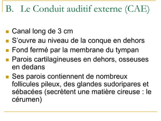 B. Le Conduit auditif externe (CAE)
Canal long de 3 cm
S’ouvre au niveau de la conque en dehors
Fond fermé par la membrane du tympan
Parois cartilagineuses en dehors, osseuses
en dedans
Ses parois contiennent de nombreux
follicules pileux, des glandes sudoripares et
sébacées (secrètent une matière cireuse : le
cérumen)
 