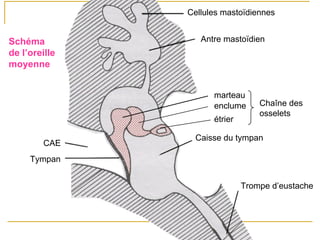 Tympan
CAE
Caisse du tympan
Trompe d’eustache
Antre mastoïdien
Cellules mastoïdiennes
marteau
enclume
étrier
Chaîne des
osselets
Schéma
de l’oreille
moyenne
 