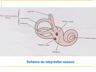 Schéma du labyrinthe osseux
 