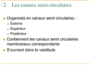 2. Les canaux semi-circulaires
Organisés en canaux semi circulaires :
Externe
Supérieur
Postérieur
Contiennent les canaux semi circulaires
membraneux correspondants
S’ouvrent dans le vestibule
 