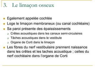 3. Le limaçon osseux
Egalement appelée cochlée
Loge le limaçon membraneux (ou canal cochléaire)
Sa paroi présente des épaississements
Crêtes acoustiques dans les canaux semi-circulaires
Tâches acoustiques dans le vestibule
Organe de Corti dans le limaçon
Les fibres du nerf vestibulaire prennent naissance
dans les crêtes et les taches acoustique ; celles du
nerf cochléaire dans l’organe de Corti
 