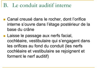 B. Le conduit auditif interne
Canal creusé dans le rocher, dont l’orifice
interne s’ouvre dans l’étage postérieur de la
base du crâne
Laisse le passage aux nerfs facial,
cochléaire, vestibulaire qui s’engagent dans
les orifices au fond du conduit (les nerfs
cochléaire et vestibulaire se rejoignent et
forment le nerf auditif)
 