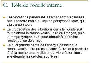 C. Rôle de l’oreille interne
Les vibrations parvenues à l’étrier sont transmises
par la fenêtre ovale au liquide périlymphatique, qui
vibre à son tour.
La propagation des vibrations dans le liquide suit
tout d’abord la rampe vestibulaire du limaçon, puis
la rampe tympanique, pour aboutir à la fenêtre
ronde, qui se déforme.
La plus grande partie de l’énergie passe de la
rampe vestibulaire au canal cochléaire, et à partir de
là, à la membrane basilaire, qui vibre à son tour ;
elle ébranle les cellules auditives.
 