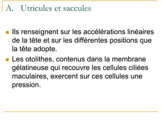 A. Utricules et saccules
Ils renseignent sur les accélérations linéaires
de la tête et sur les différentes positions que
la tête adopte.
Les otolithes, contenus dans la membrane
gélatineuse qui recouvre les cellules ciliées
maculaires, exercent sur ces cellules une
pression.
 
