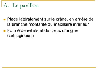 A. Le pavillon
Placé latéralement sur le crâne, en arrière de
la branche montante du maxillaire inférieur
Formé de reliefs et de creux d’origine
cartilagineuse
 
