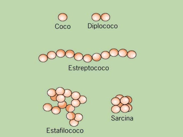 O reino bactéria e o reino arquea