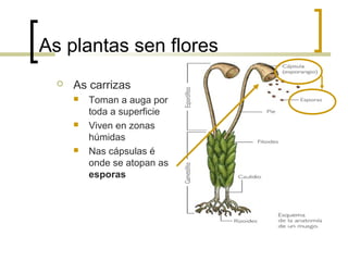 As plantas sen flores
 As carrizas
 Toman a auga por
toda a superficie
 Viven en zonas
húmidas
 Nas cápsulas é
onde se atopan as
esporas
 
